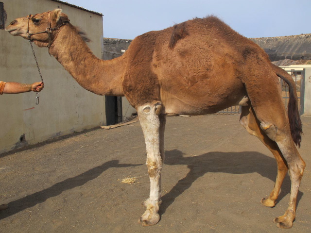 imagen fotográfica de un ejemplar de Camello Canario. Facilitada por la Comunidad Autónoma de Canarias.