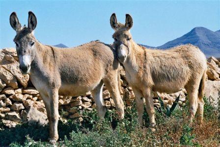 Autor: SOO. Grupo para la conservación y fomento del burro Majorero; 
Año: 2003; 
Sexo: Hembra; 
Comentario: Dos hembras de burro Majorero. Finca de Fuerteventura.