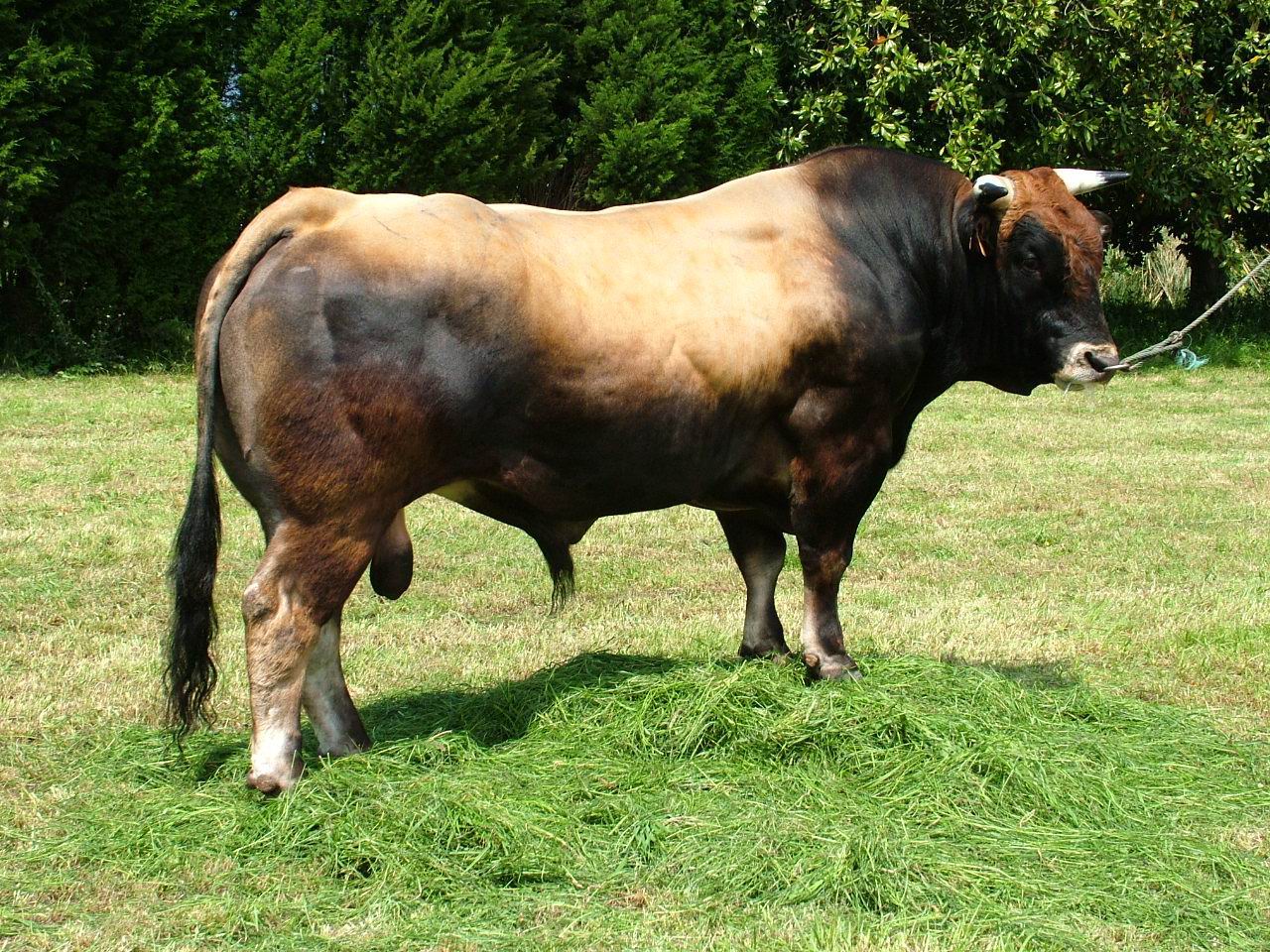 Autor: ASEAVA
Año: 2004
Sexo: Macho
Comentario: Los toros de la raza Asturiana de los Valles se utilizan para aportar muscularidad a la descendencia y aumentar la calidad sensorial de la carne.