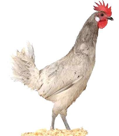 Imagen facilitada por el Instituto Nacional de Investigación y Tecnología Agraria y Alimentaria (INIA).
Fuente: “Razas españolas de gallinas. El programa de conservación del INIA (1975- 2010)”.
Sexo: Hembra.