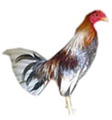 Imagen facilitada por la Federación Española de Avicultura, Colombicultura y Cunicultura de Raza (FESACOCUR).