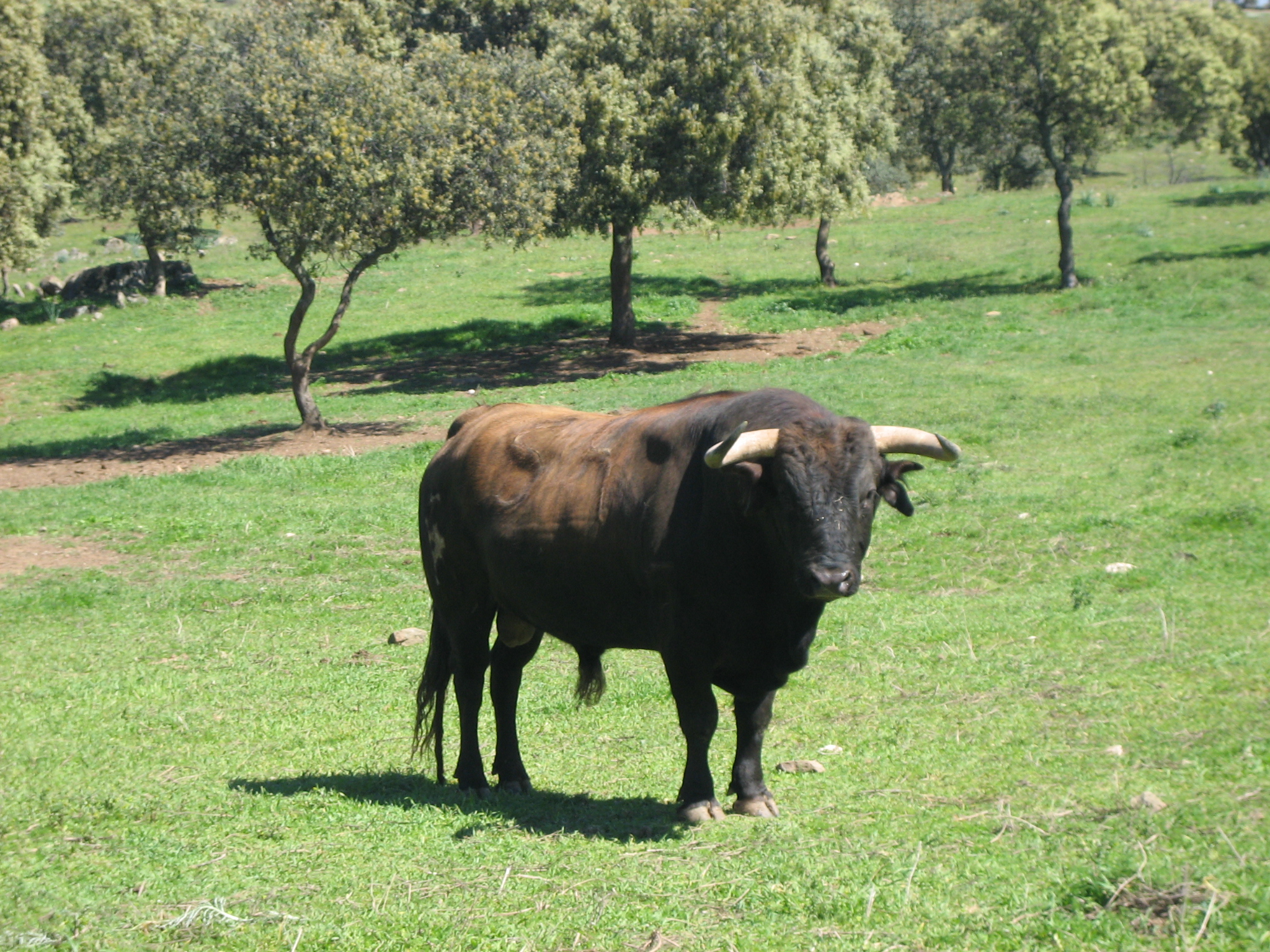 Autor: Julio Fernández Sanz 
Año: 2008 
Sexo: Macho 
Comentario: Toro cuatreño para corrida de toros, Ganadería 