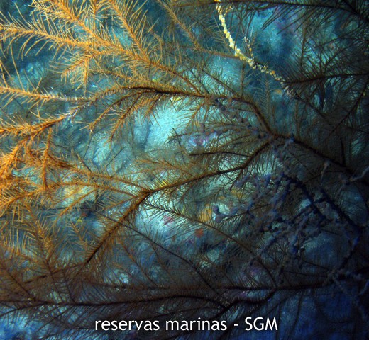 Autor: Conaima Título: Coral Negro (Anthipathes wollastoni)
