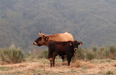 4.-Vaca con cria-13 años-Las Barrosas-Barjas-León-2020-Luis Fernando de la Fuente