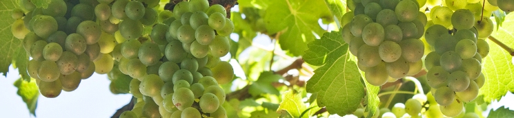 imagen racimos uvas blancas