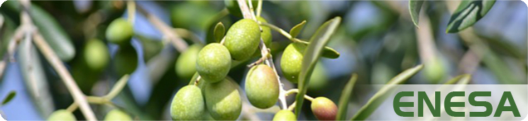 Aceitunas en olivar