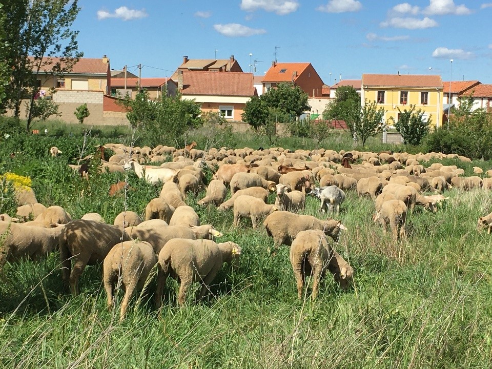 Rebaño ovejas pueblo
