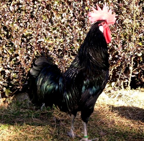 Raza aviar GALLINA CASTELLANA NEGRA
