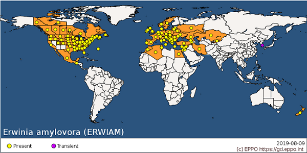 Erwinia amylovora distribution map EPPO