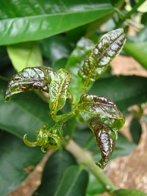 trioza erytreae sintomas hojas