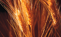 Fotografía de unas espigas de trigo