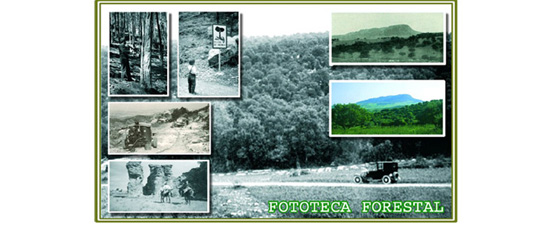 Composición gráfica de varias fotografías con paisajes forestales