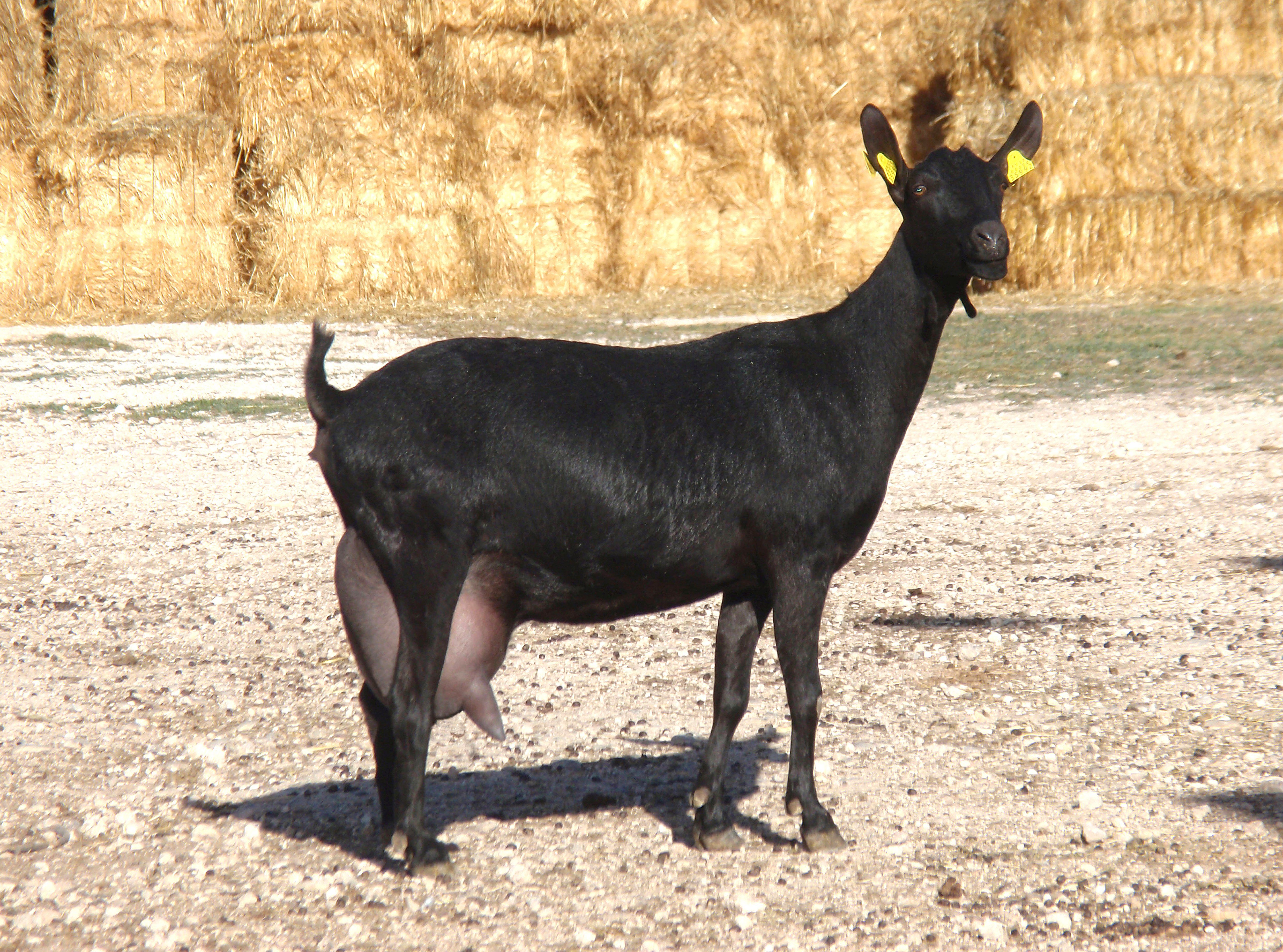 AUTOR: Salvador Ángel Lozano Palazón.
AÑO: 2010.
Sexo: Cabra en lactación.
Imagen facilitada por la ASOCIACIÓN ESPAÑOLA DE CRIADORES DE LA CABRA MURCIANO-GRANADINA (ACRIMUR). 