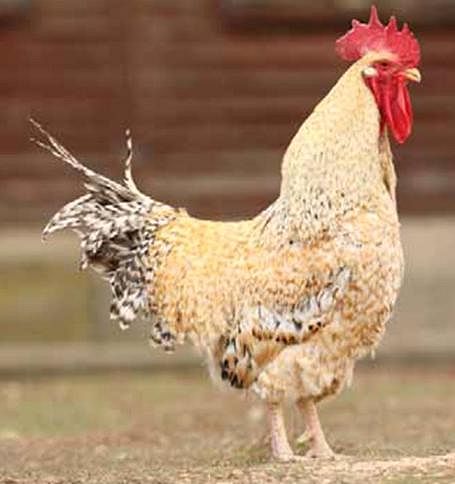Imagen facilitada por el Instituto Nacional de Investigación y Tecnología Agraria y Alimentaria (INIA).
Fuente: “Razas españolas de gallinas. El programa de conservación del INIA (1975- 2010)”.
Sexo: macho.