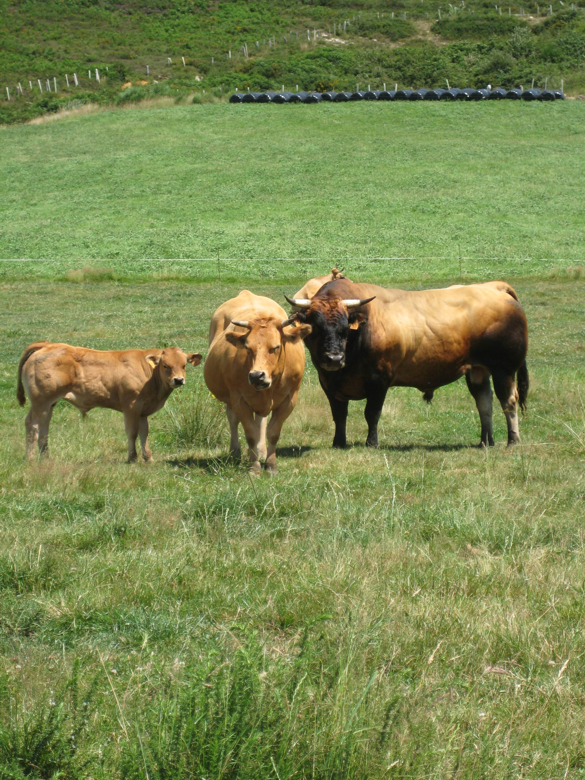 Autor: ASEAVA
Año: 2008
Sexo: Rebaño
Comentarios: La raza Asturiana de los Valles está especializada en la producción de carne.