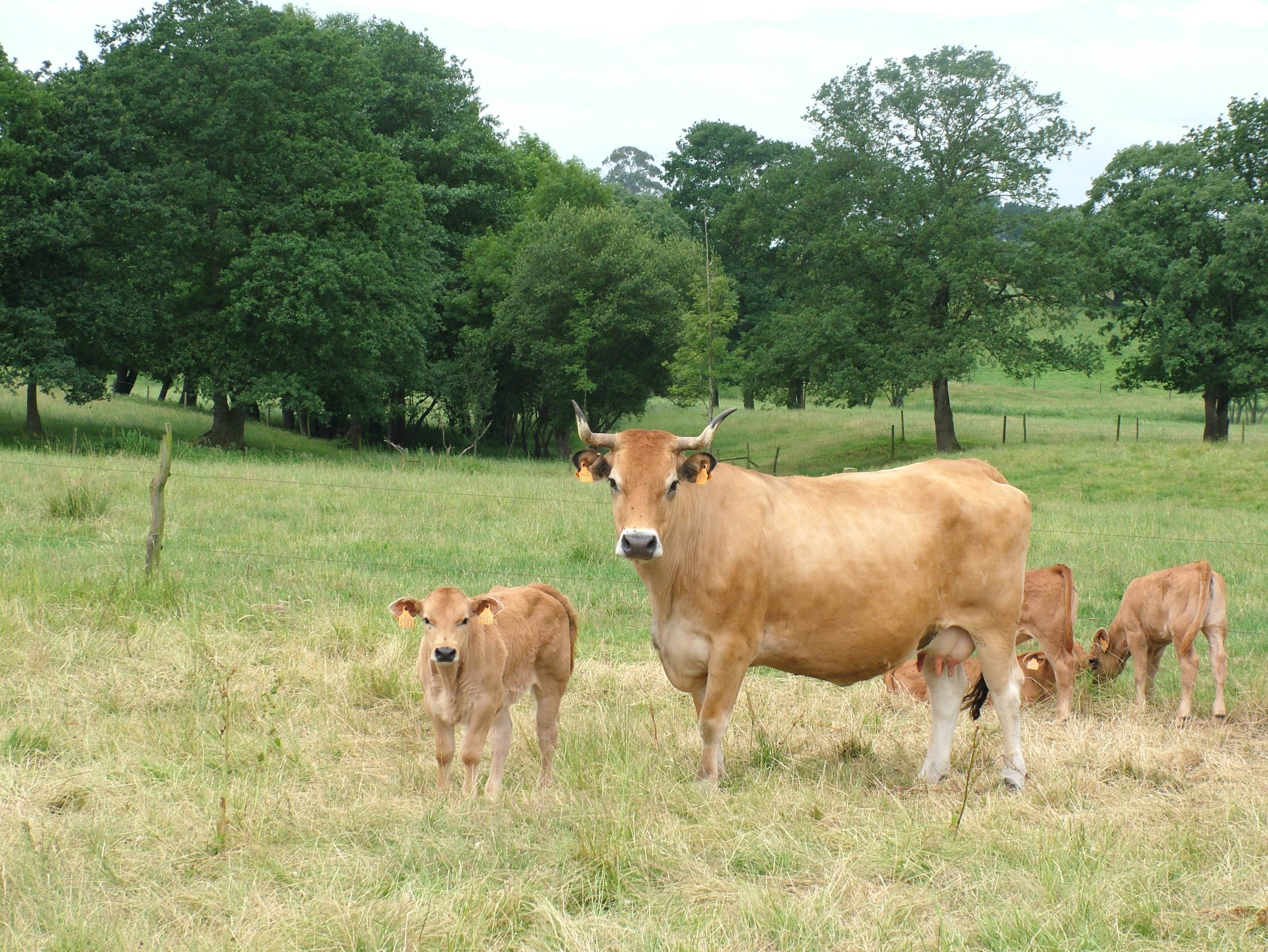 Autor: ASEAVA
Año: 2004
Sexo: Hembra
Comentarios: Las vacas de la raza Asturiana de los Valles son muy dóciles y crían terneros muy carniceros.