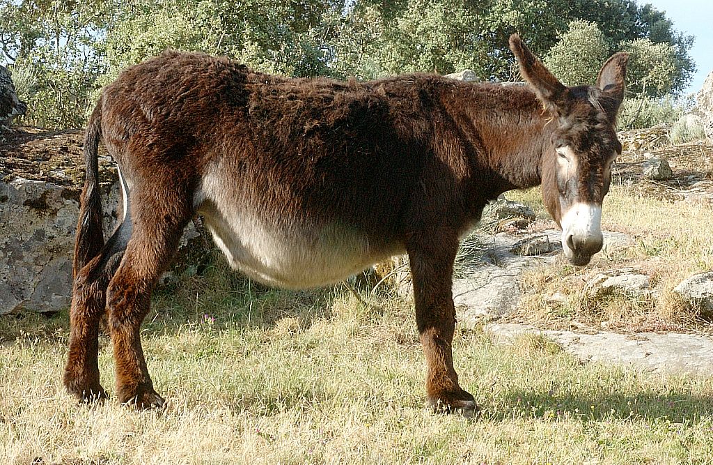 Imagen de burro Zamorano-Leonés, fuente MAGRAMA.