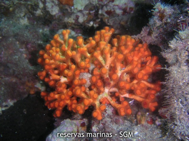 Autor: Antonio Frías Titulo: Falso Coral (Myriapora truncata) 