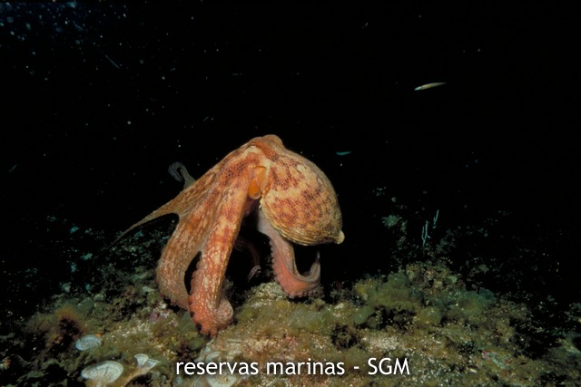Autor: Desconocido Título: Pulpo (Octopus vulgaris)