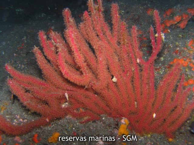 Autor: Fco. J. Alfonso Martín Título: Gorgonia roja (Leptogorgia ruberrima)