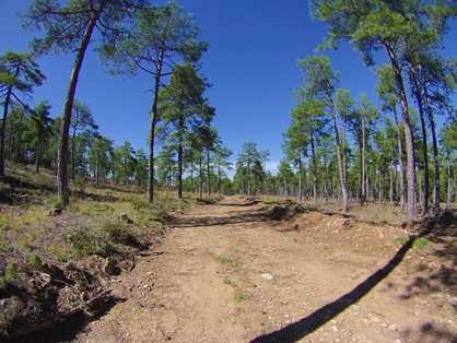Masas de pinar el pino laricio (Pinus nigra) en la Serranía de Cuenca