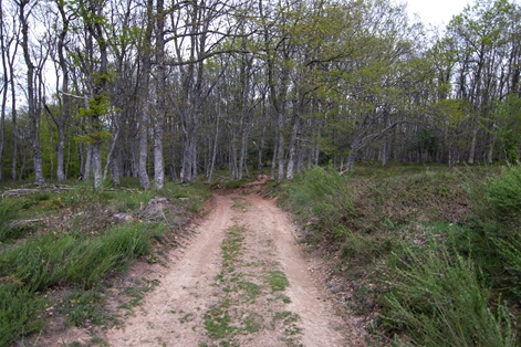 El Camino se interna en un bosque mixto caducifolio dominado por haya y roble albar

