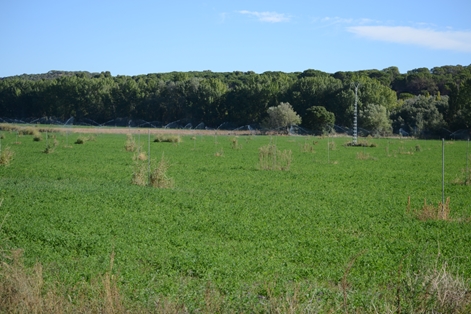 Hacia el final de la ruta los viñedos y cereales son sustituidos por campos de regadío.