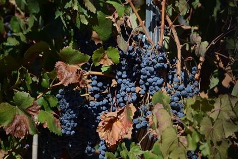 Detalle de los viñedos