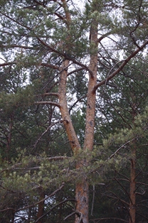 Corteza de pino silvestre (Pinus sylvestris)