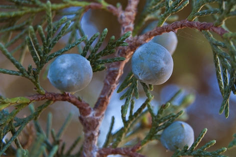 Detalle frutos de sabina (Juniperus thurifera)