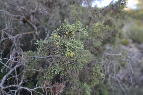 Detalle de sabina negral (Juniperus phoenicea)