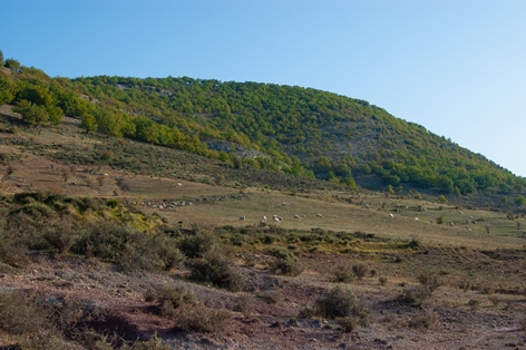 Rebaño de ganado ovino en las cercanías de Huélamo