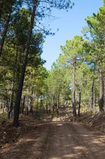 Subida en pinar del Parque Natural de la Serranía de Cuenca
