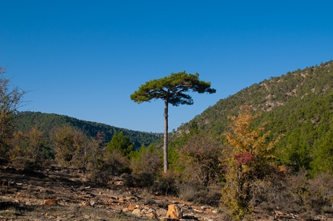 Bello ejemplar de pino laricio (Pinus nigra)