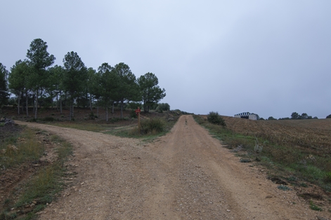 El camino se adentra en un pinar, alejándose del paisaje de cultivos de Valdeganga de Cuenca
