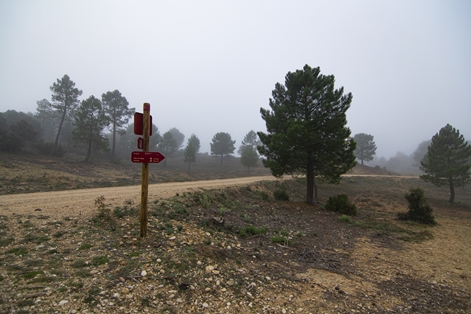Tras culminar una continua subida, el camino toma una ancha pista forestal que se dirige a Valdeganga de Cuenca
