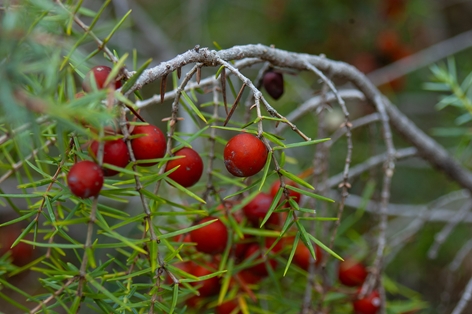 Detalle de los frutos del enebro rojo (Juniperus oxycedrus)