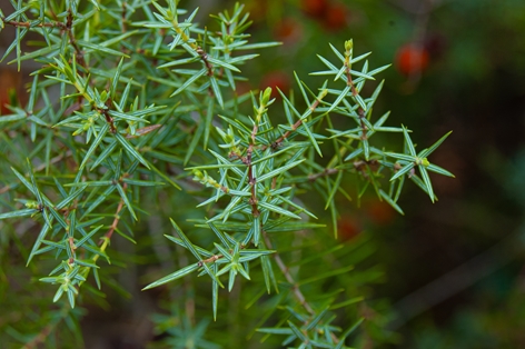 Detalle de las acículas del enebro rojo (Juniperus oxycedrus)