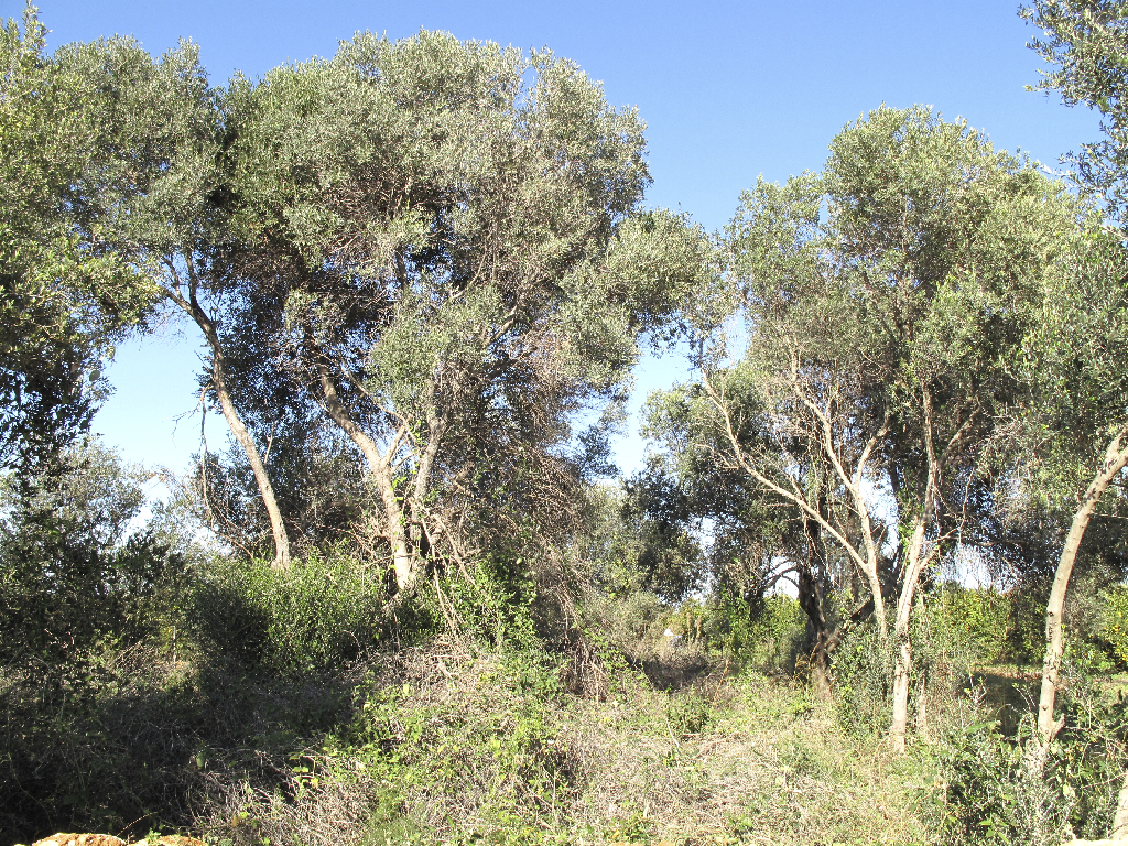 Olivos (Olea europaea) asilvestrados