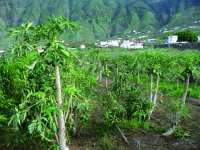 Plantación del árbol de la papaya