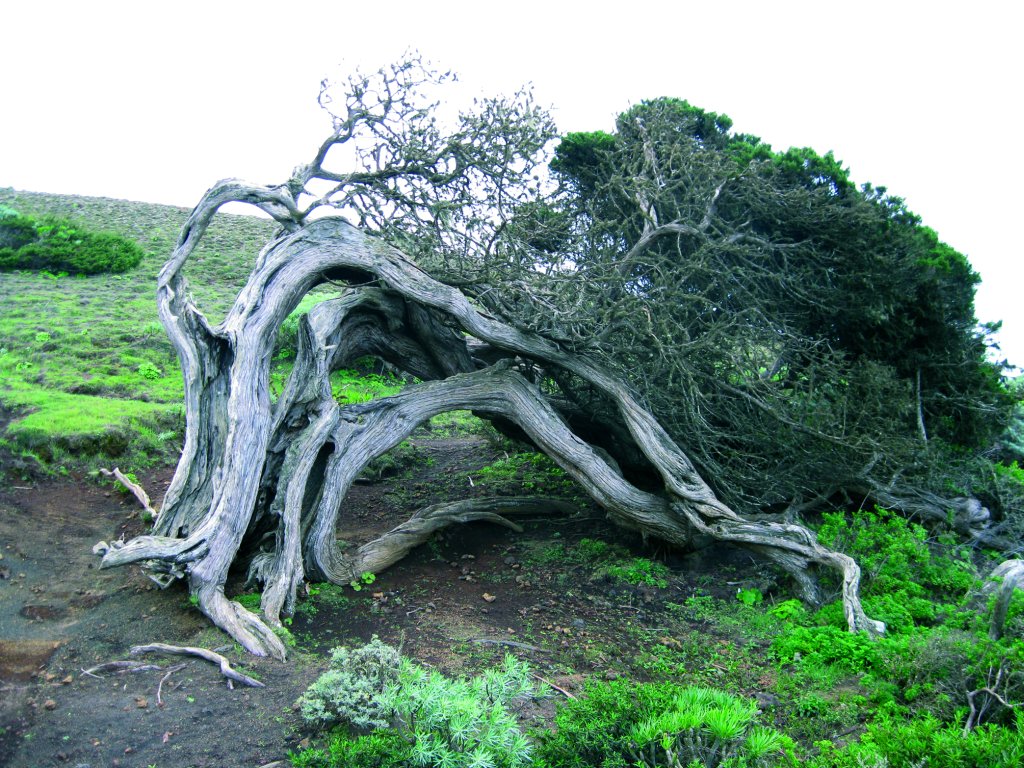 El tronco de la sabina adopta una forma retorcida por la acción del viento