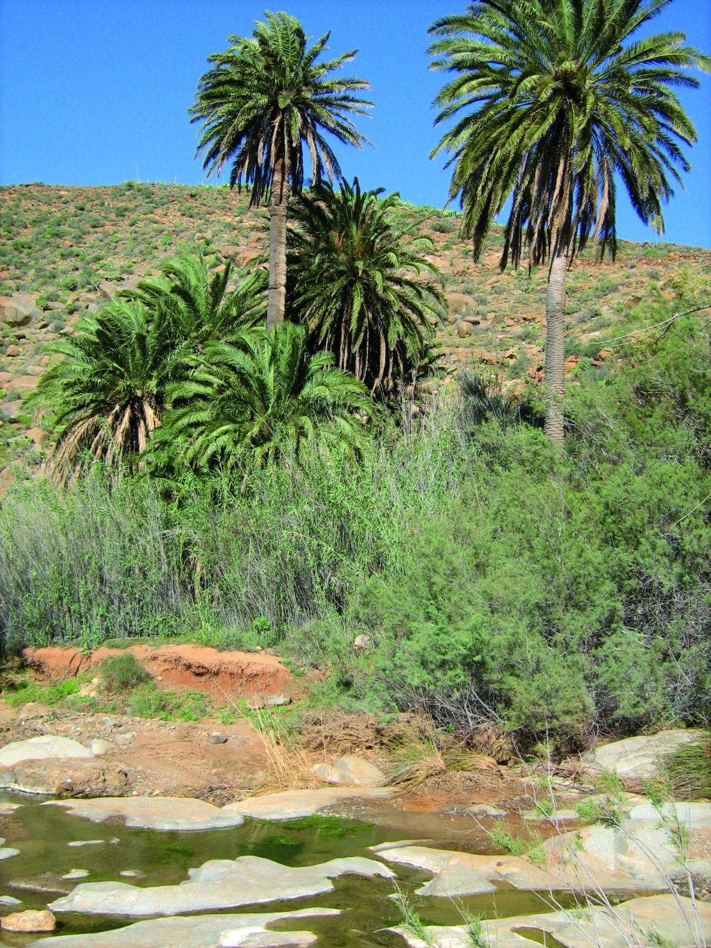 El palmeral junto al riachuelo da un aspecto de oasis al paisaje