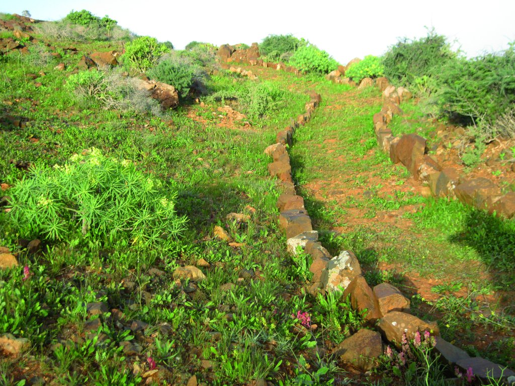 Las piedras delimitan el sendero entre la vegetación