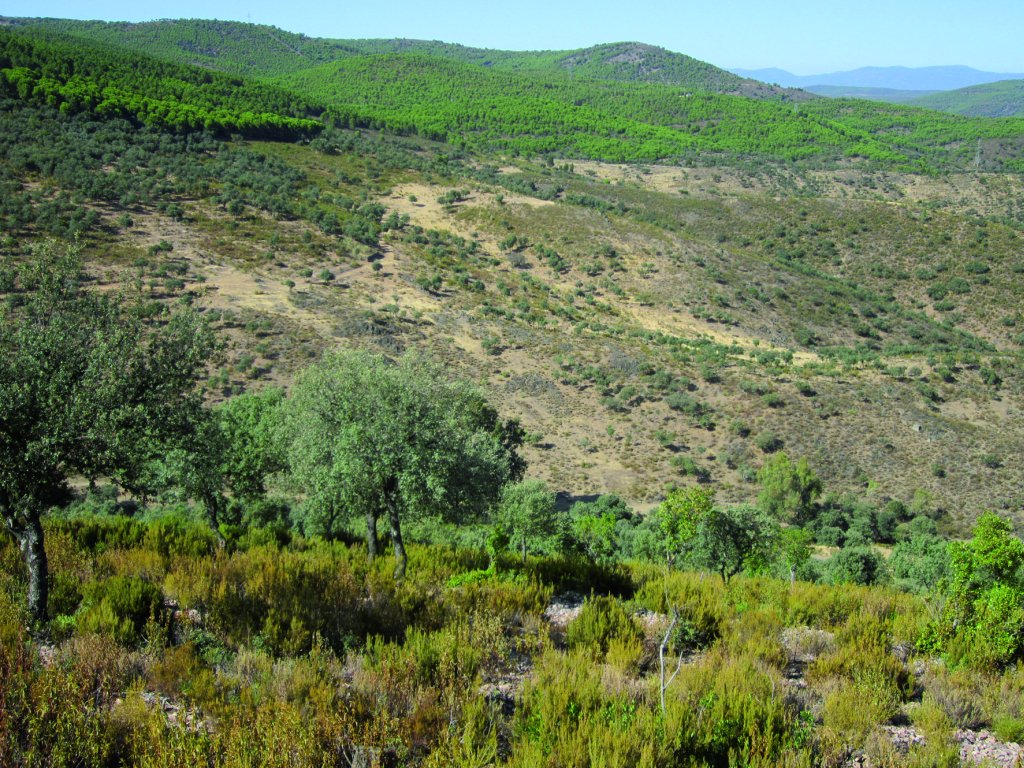 Límite del ámbito forestal: tomillares en primer término, área de matorral-encinar, y en último término las laderas cubiertas de pinares