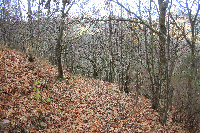 El sendero atraviesa un bosque de carvayos y castaños