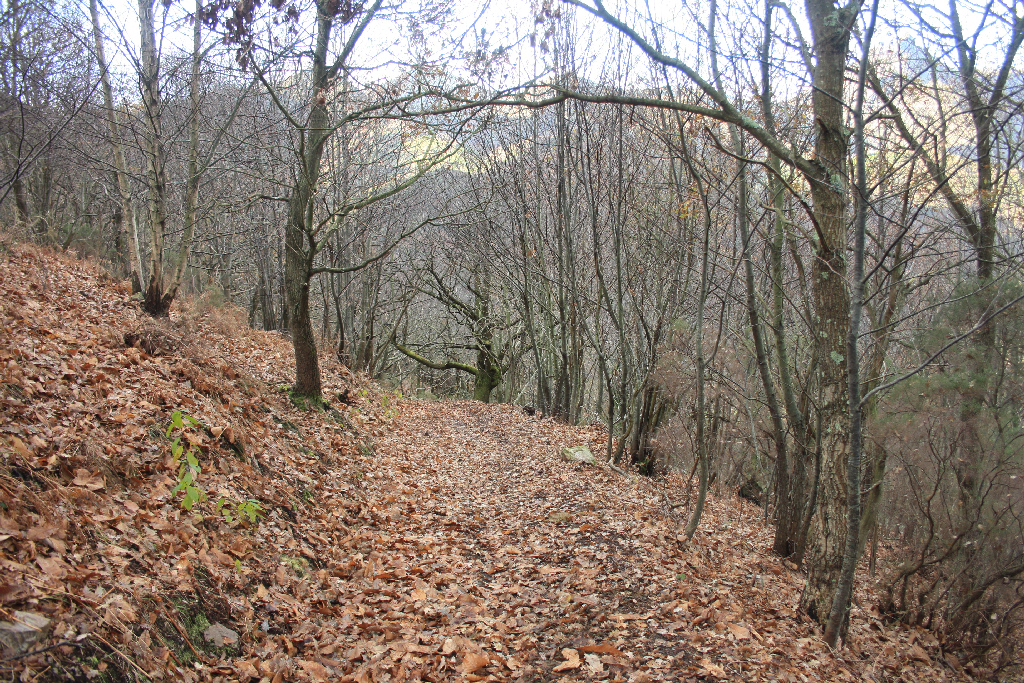 El sendero atraviesa un bosque de carvayos y castaños