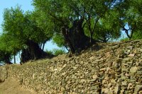 Terraza junto a camino con gruesos ejemplares de olivo