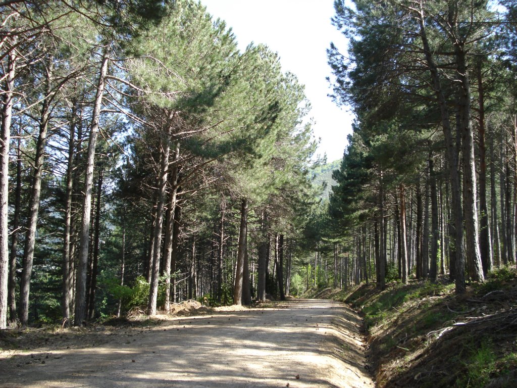 Pista forestal entre pinares camino de Arguis