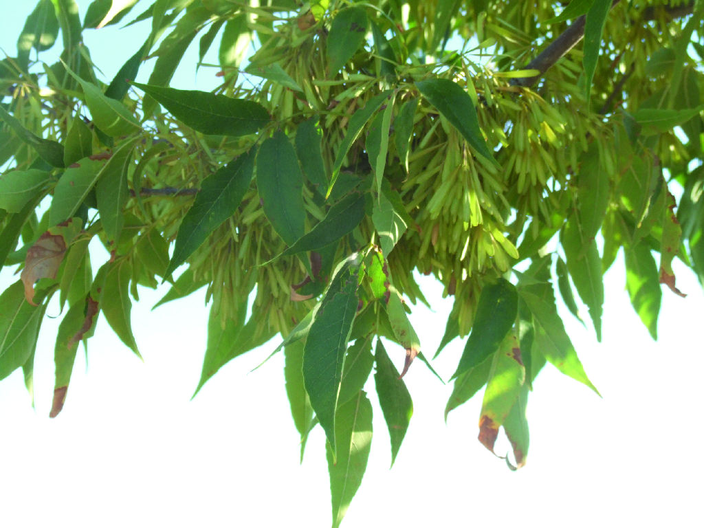 Detalle de ramas de fresno (Fraxinus sp.)