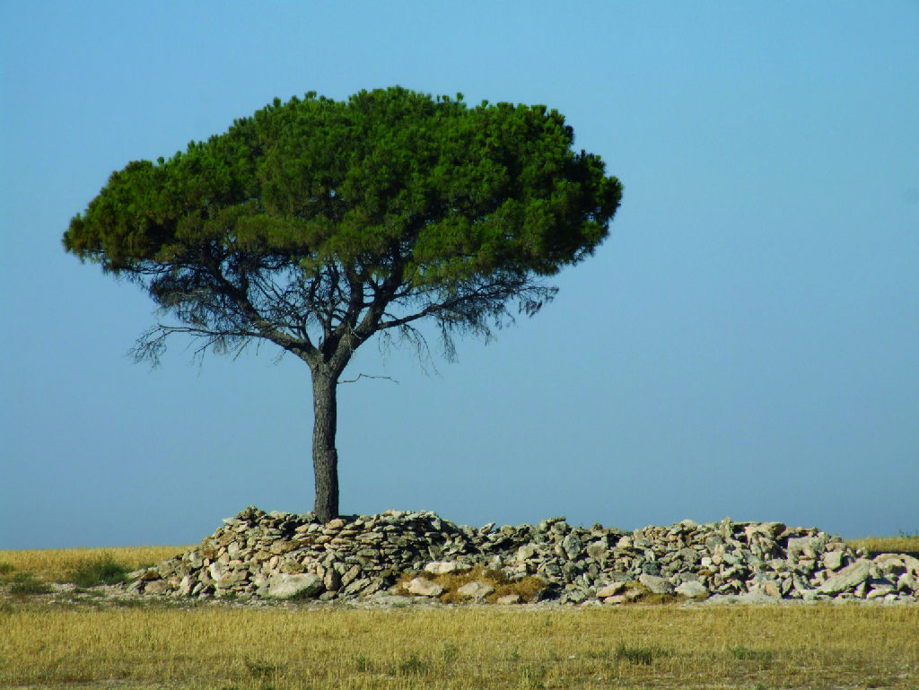 Ejemplar aislado de pino piñonero (Pinus pinea L.) visible desde el camino